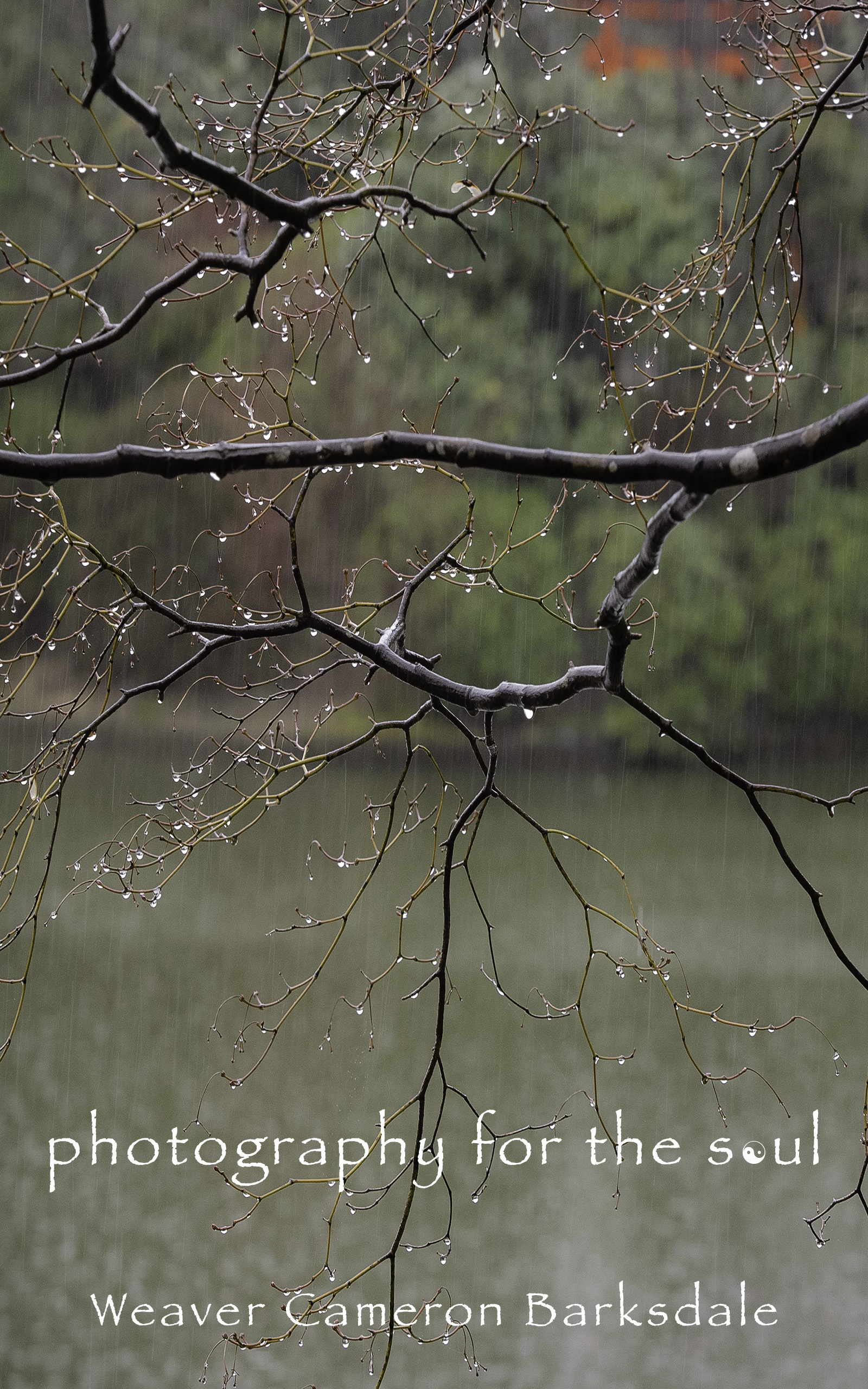 photography for the soul. A bare tree branch over quiet water.